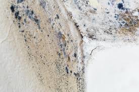 Mold Documentation for Insurance Claims in Hauppauge, NY